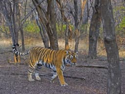 Ranthambhor National Park 