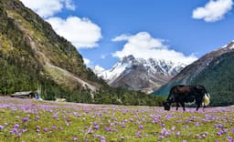 Sikkim 6