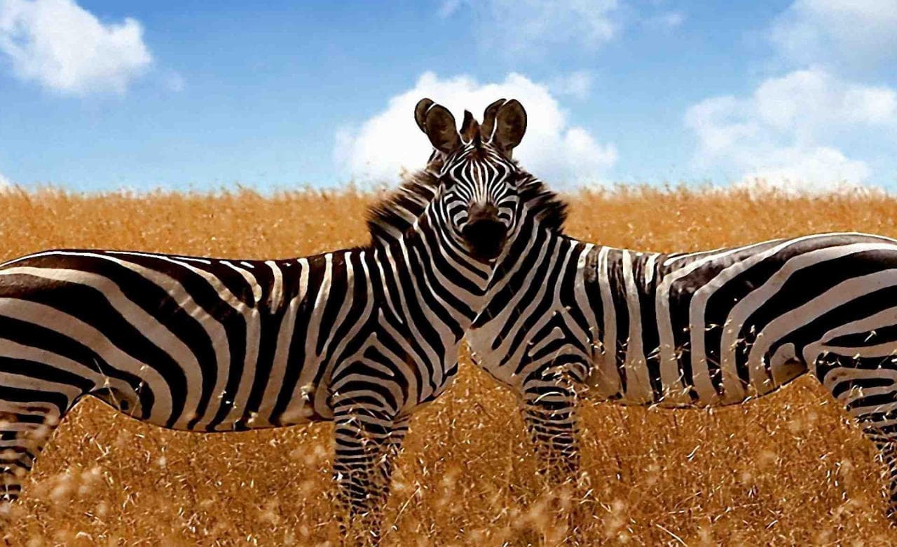 Tanzania 3 