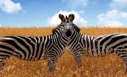 Tanzania 3 