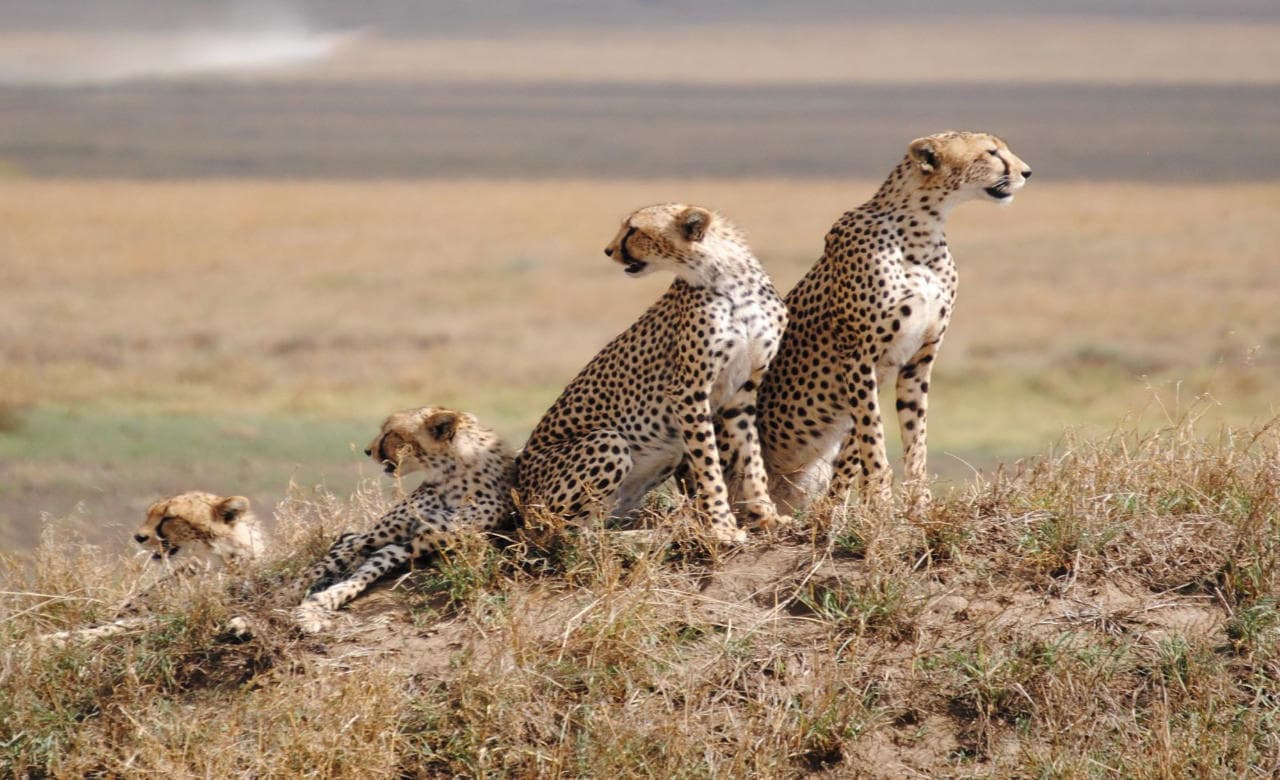 Tanzania 5 