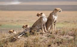 Tanzania 5 