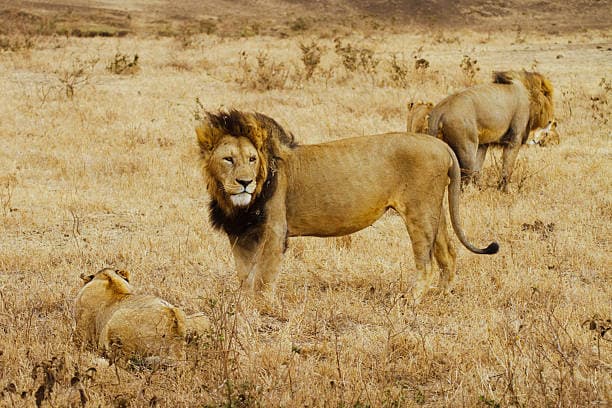 Tanzania 6 