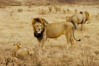 Tanzania 6 