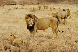 Tanzania 6 