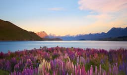 NZ 2