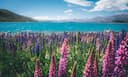 NZ 1