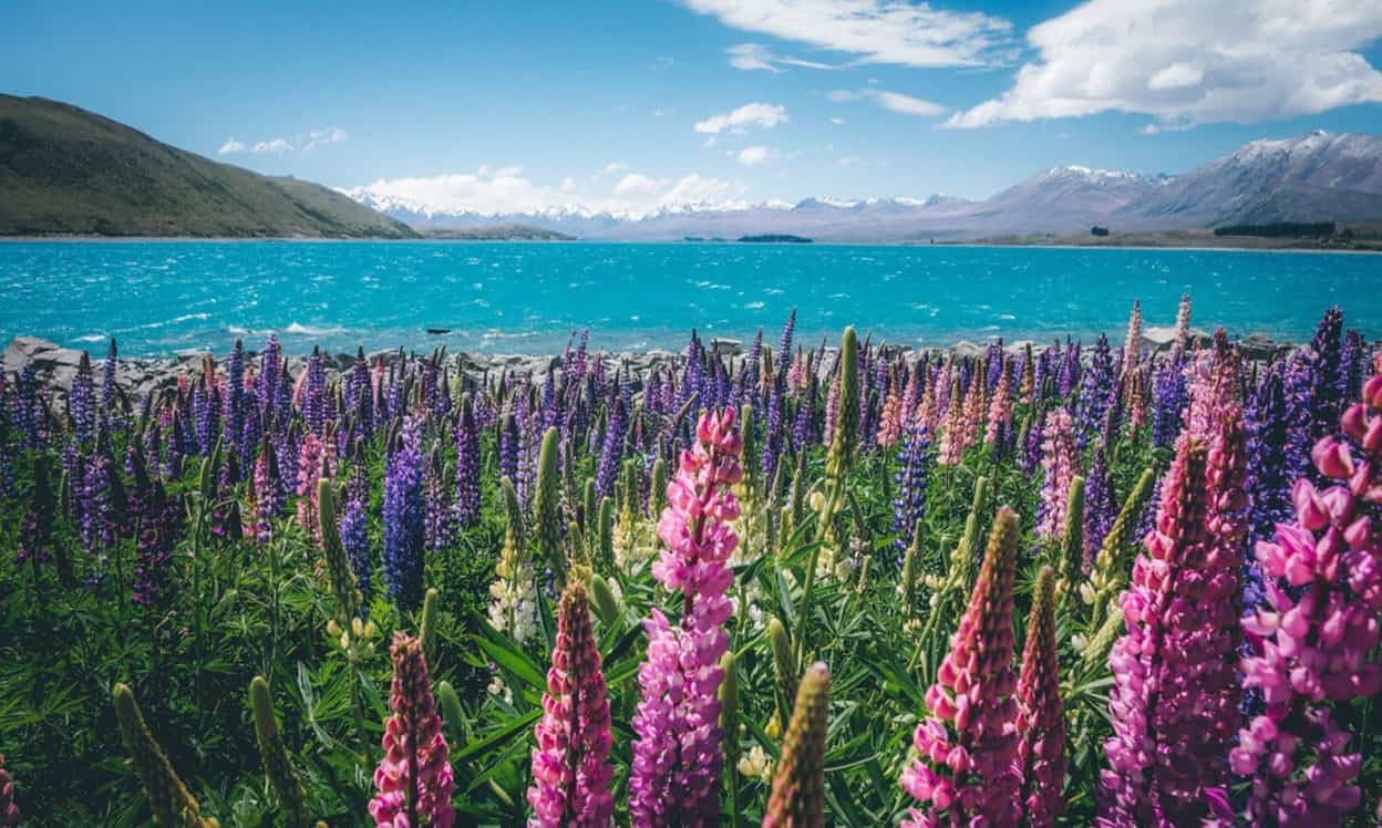 NZ 1