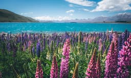 NZ 1