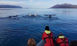 Whale Watching Tour