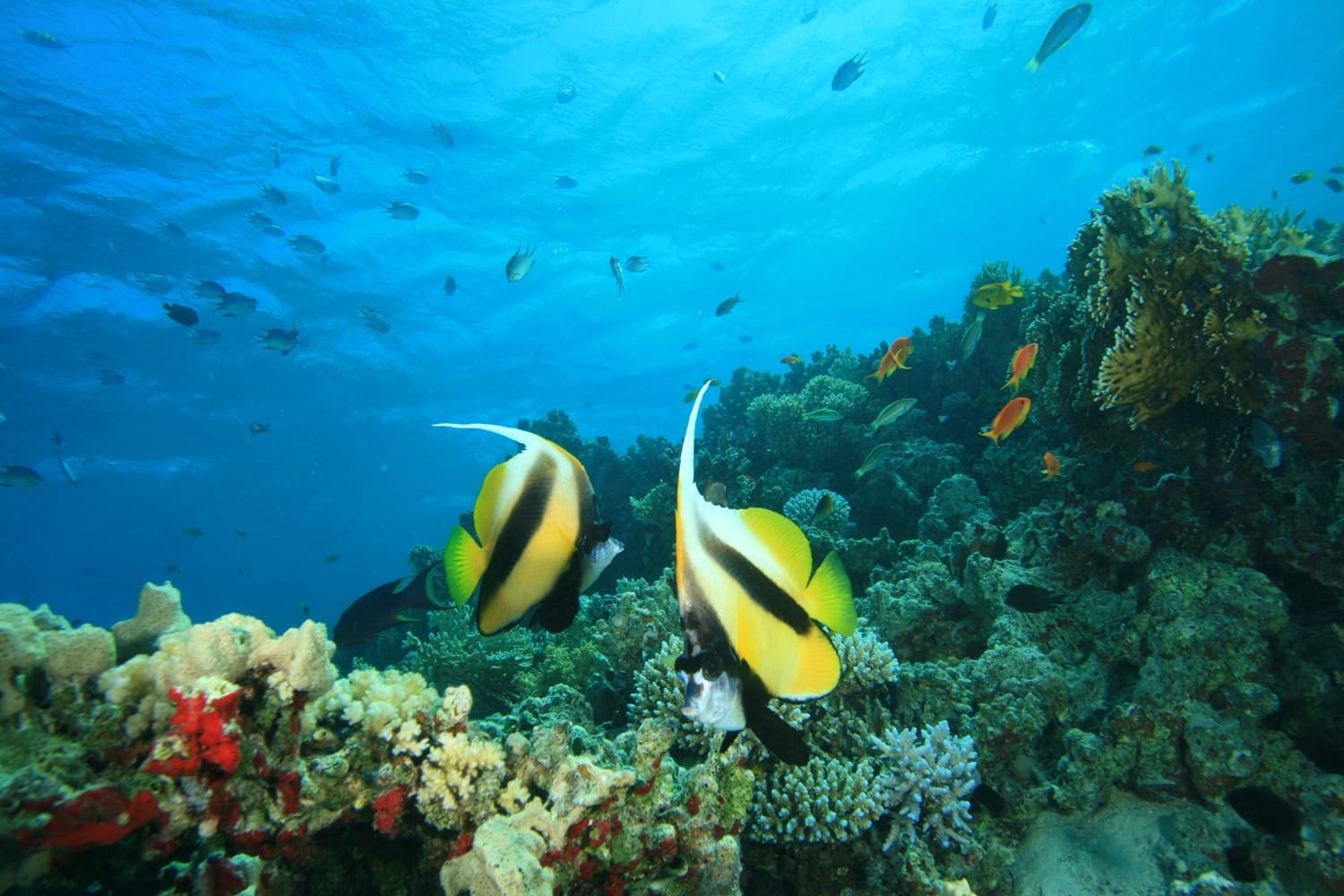 Banana Reef Maldives