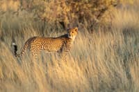 Botswana