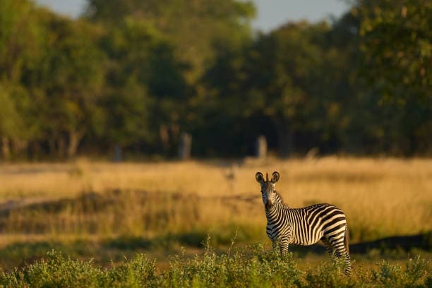 Botwana Wild Life Zebra