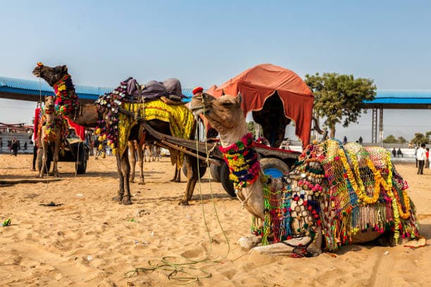 Pushkar Camel Fair