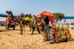 Pushkar Camel Fair