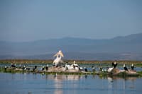 Cormorants on Lake Naivesha
