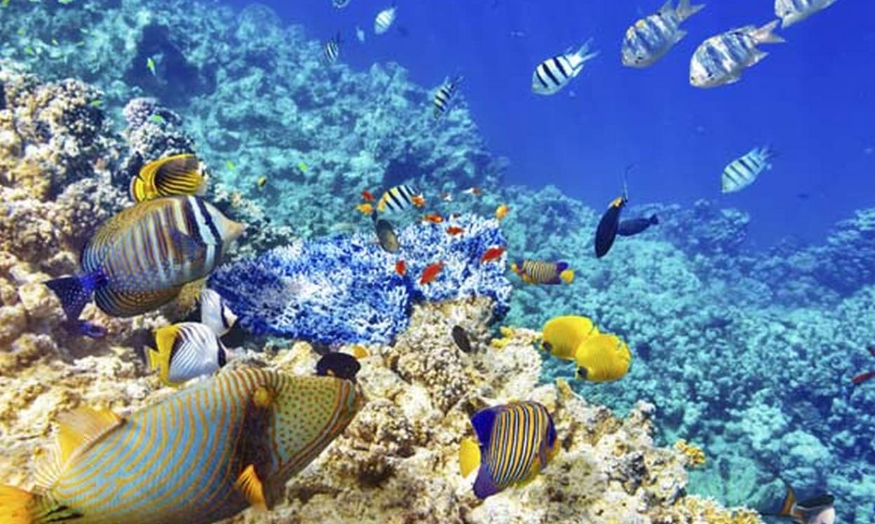 hp reef