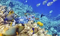 hp reef