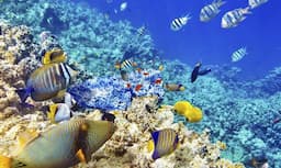 hp reef