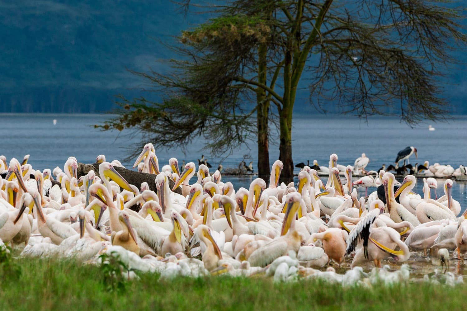 Lake Nakuru