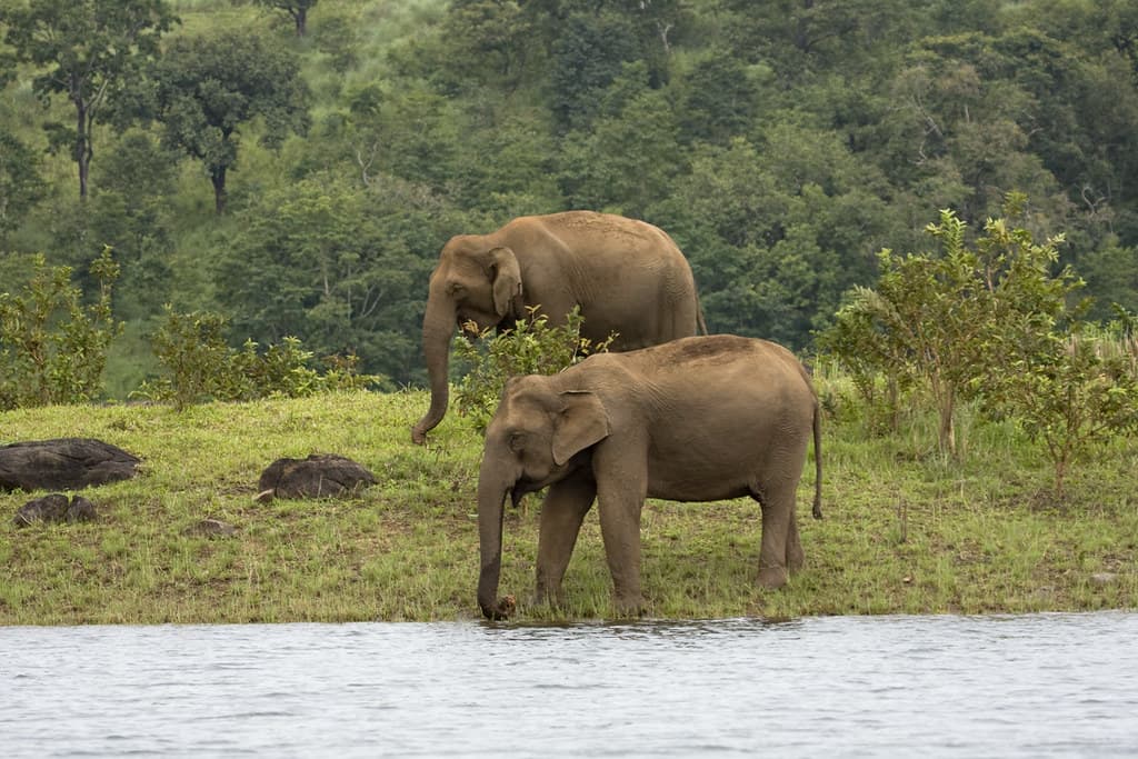 periyar-national-park