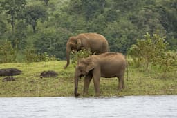 periyar-national-park