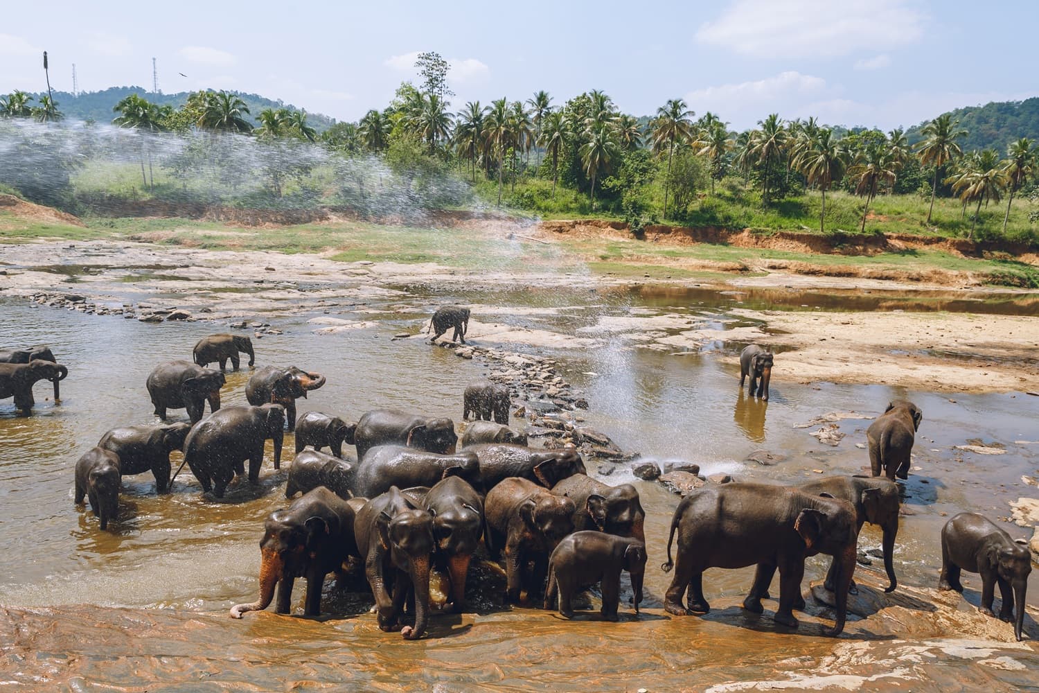 Pinnawala Elephant Orphanage