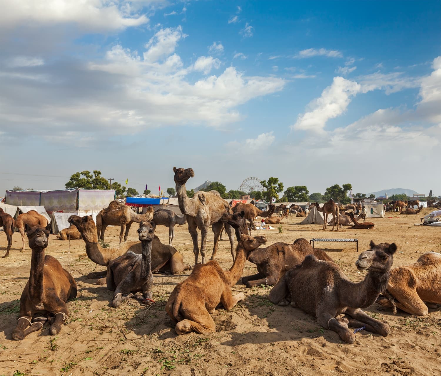 Pushkar Camel Fair