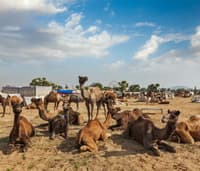 Pushkar Camel Fair