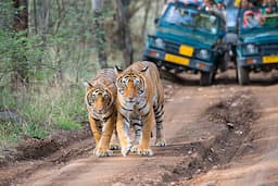 Ranthambhor National Park 