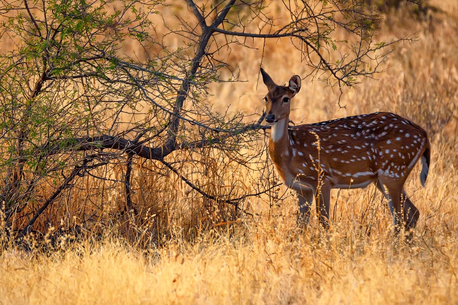 Ranthambhor National Park 