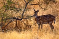 Ranthambhor National Park 