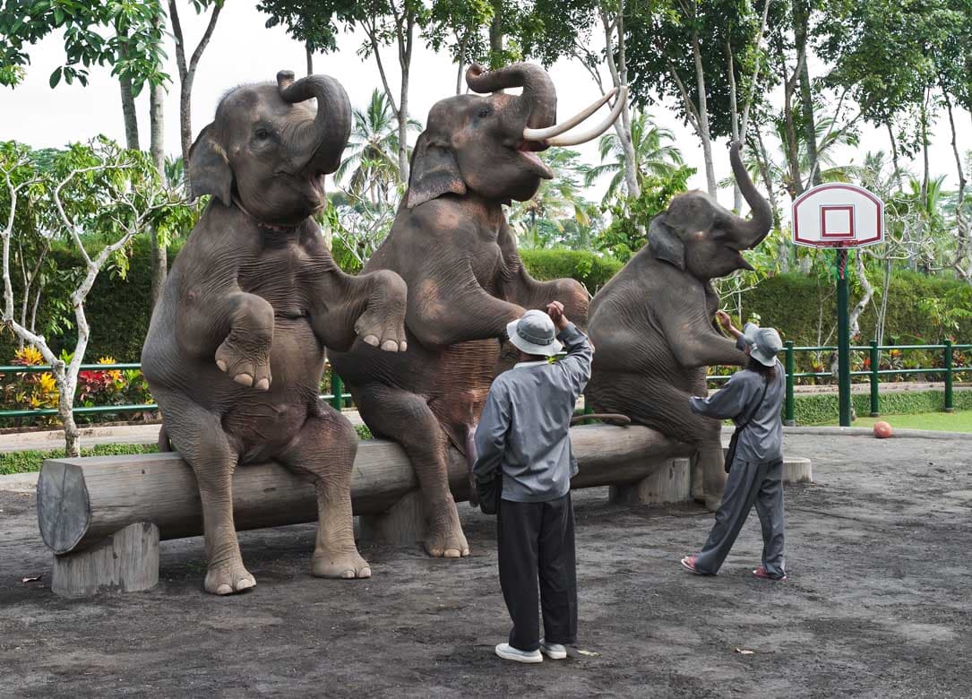 Bali Safari