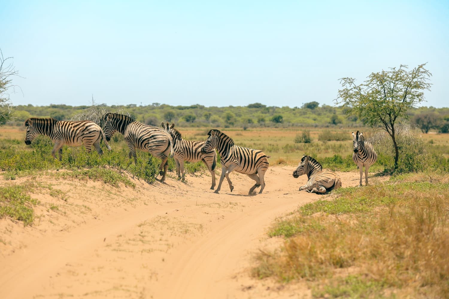 Tanzania 3 