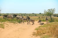 Tanzania 3 