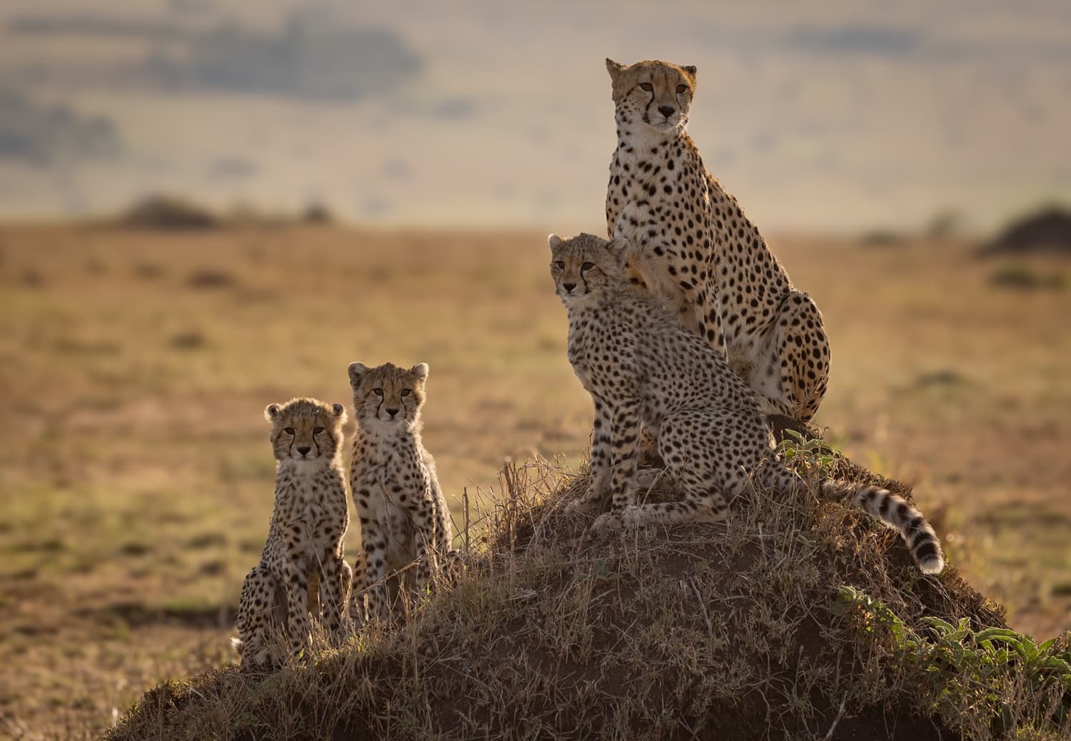 Tanzania 5 