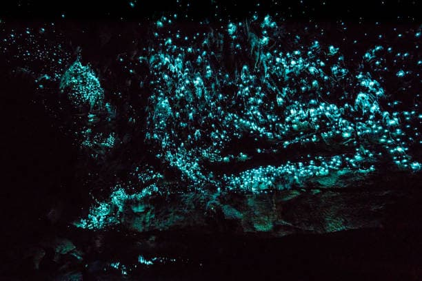 Waitomo Caves 