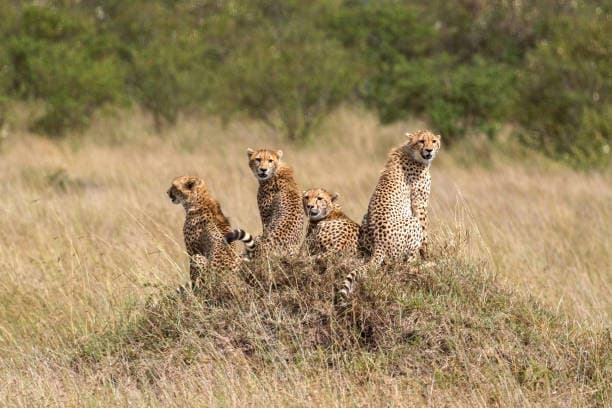 Tanzania 5 