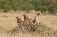 Tanzania 5 
