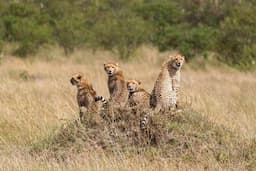 Tanzania 5 