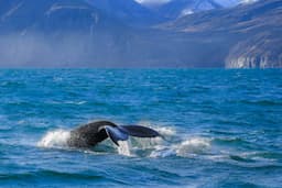 Whale Watching Tour