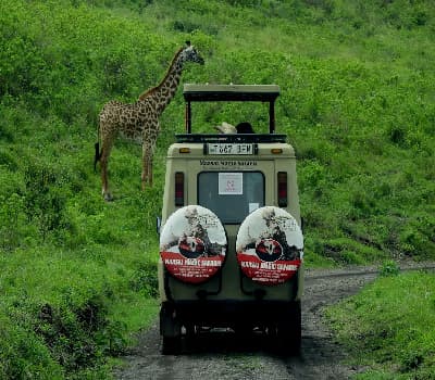 Go On Safari In The Serengeti
