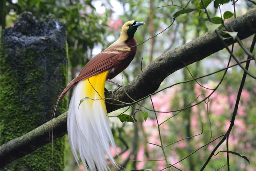 Bird Park