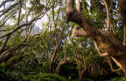 Cape Tribulation and Daintree Wilderness