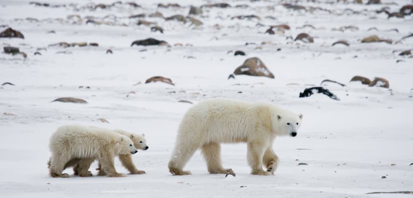 Search For Polar Bears In Churchill
