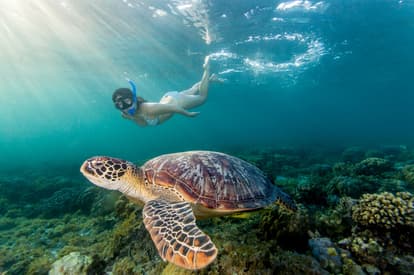 Snorkel At Turtle Bay