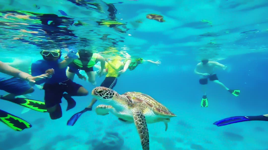 Snorkel At Turtle Bay