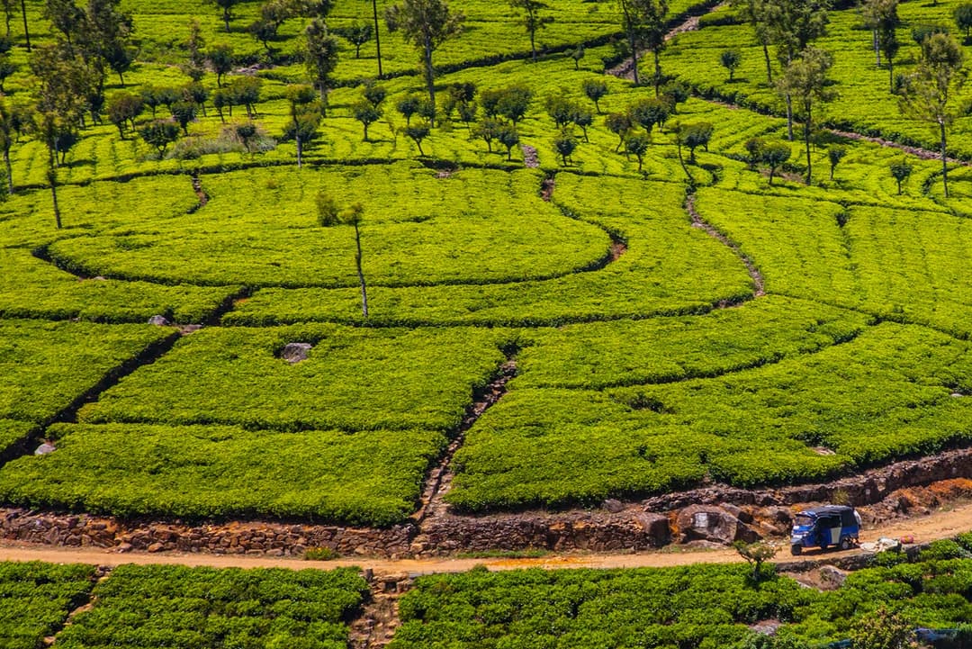 Walk Around The Tea Estates