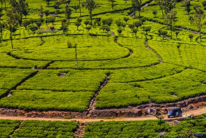 Walk Around The Tea Estates