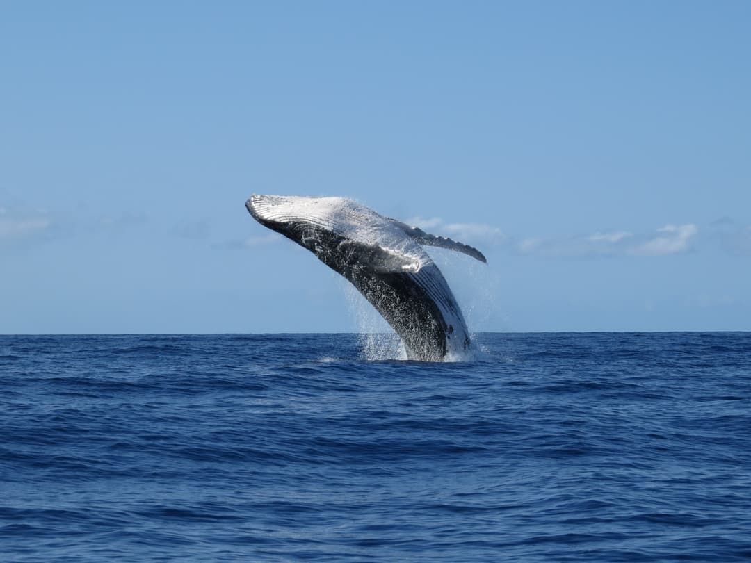 Whale Watching From Vancouver